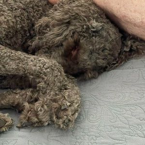 Handmade, paracord, dog collars🐶